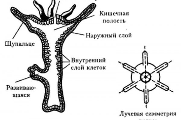 Кракен kr2web in маркетплейс ссылка